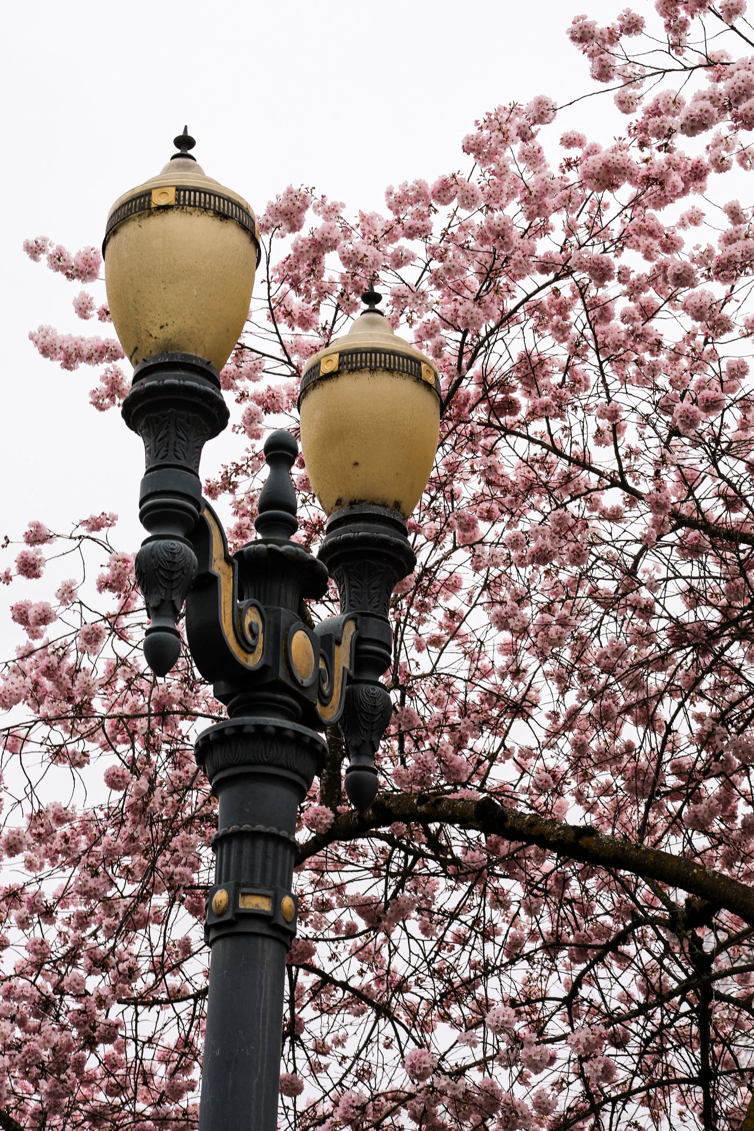 CHERRY_BLOSSOMS_3.jpg