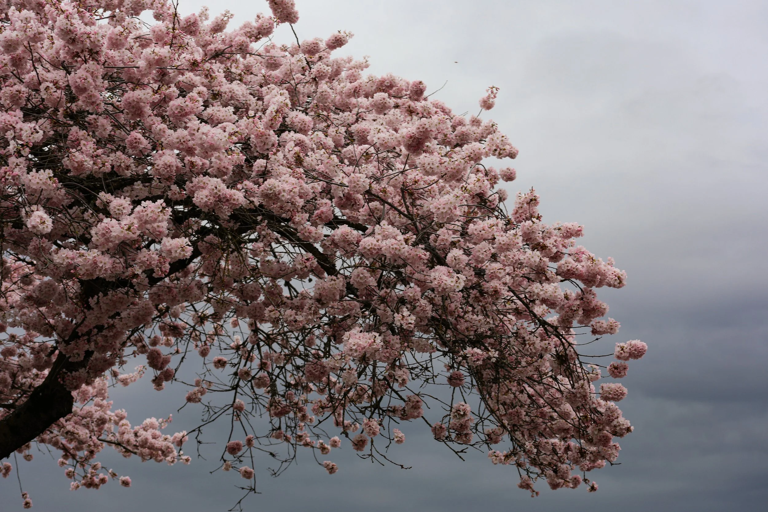CHERRY_BLOSSOMS_4.jpg