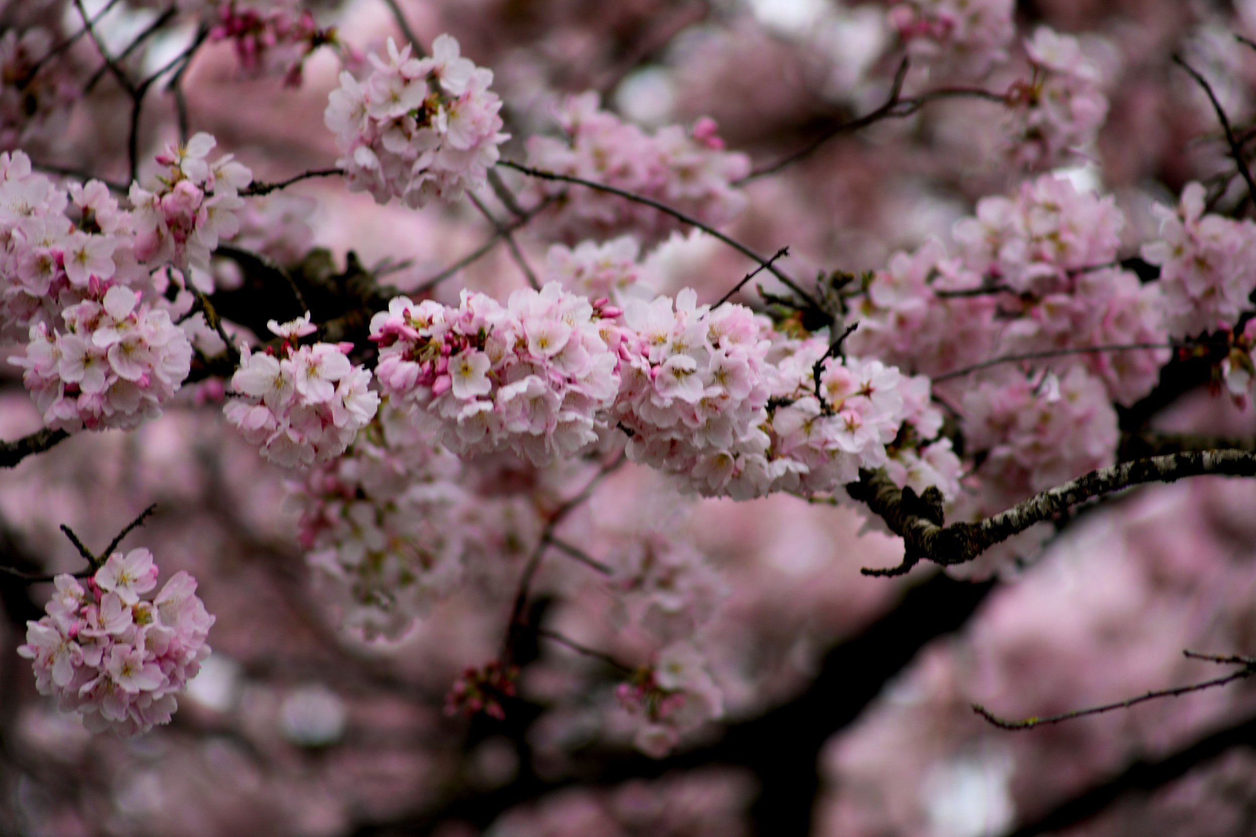 CHERRY_BLOSSOMS_5.jpg