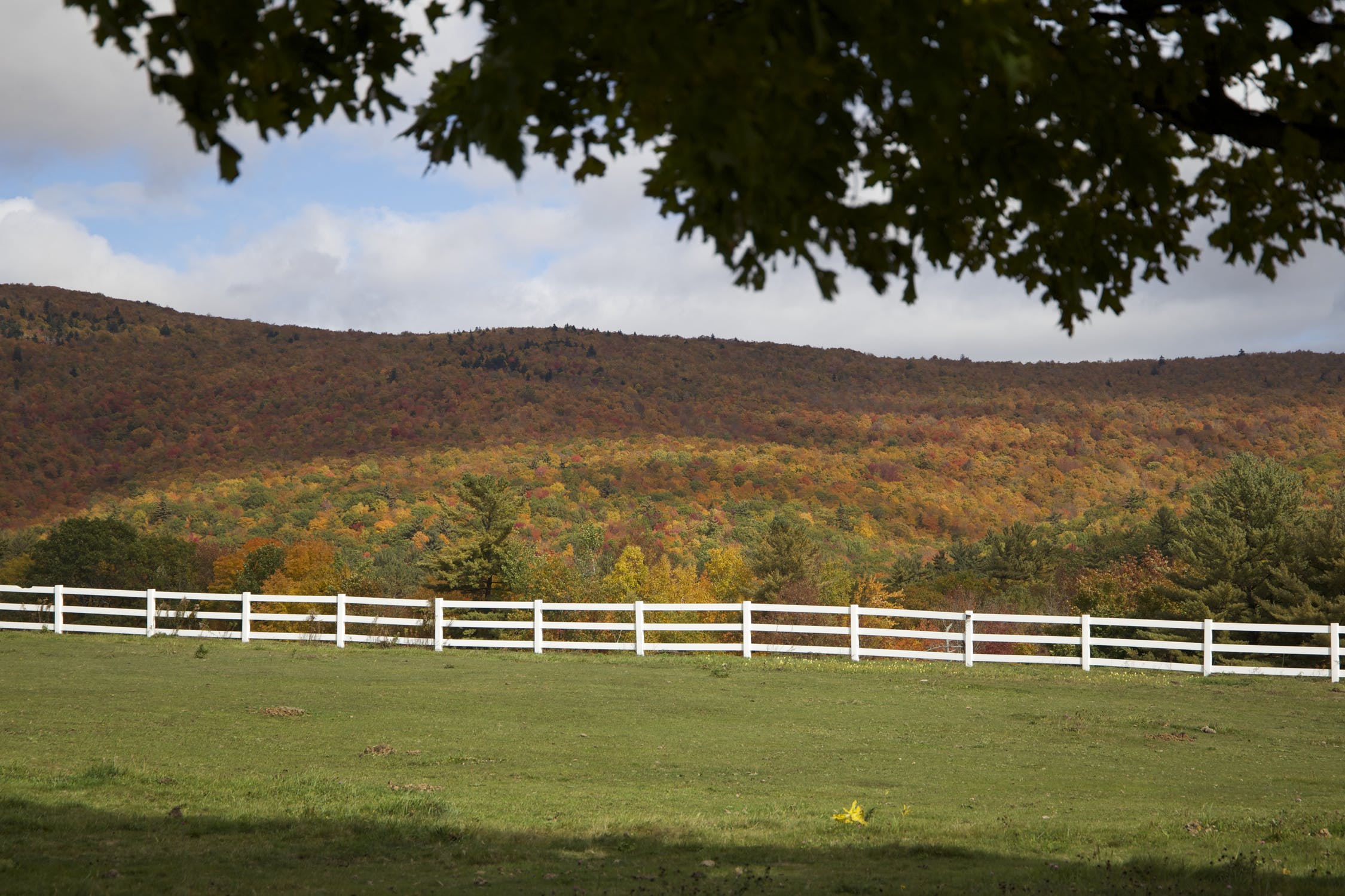 trees-autumn-fall-foliage-29433.jpg