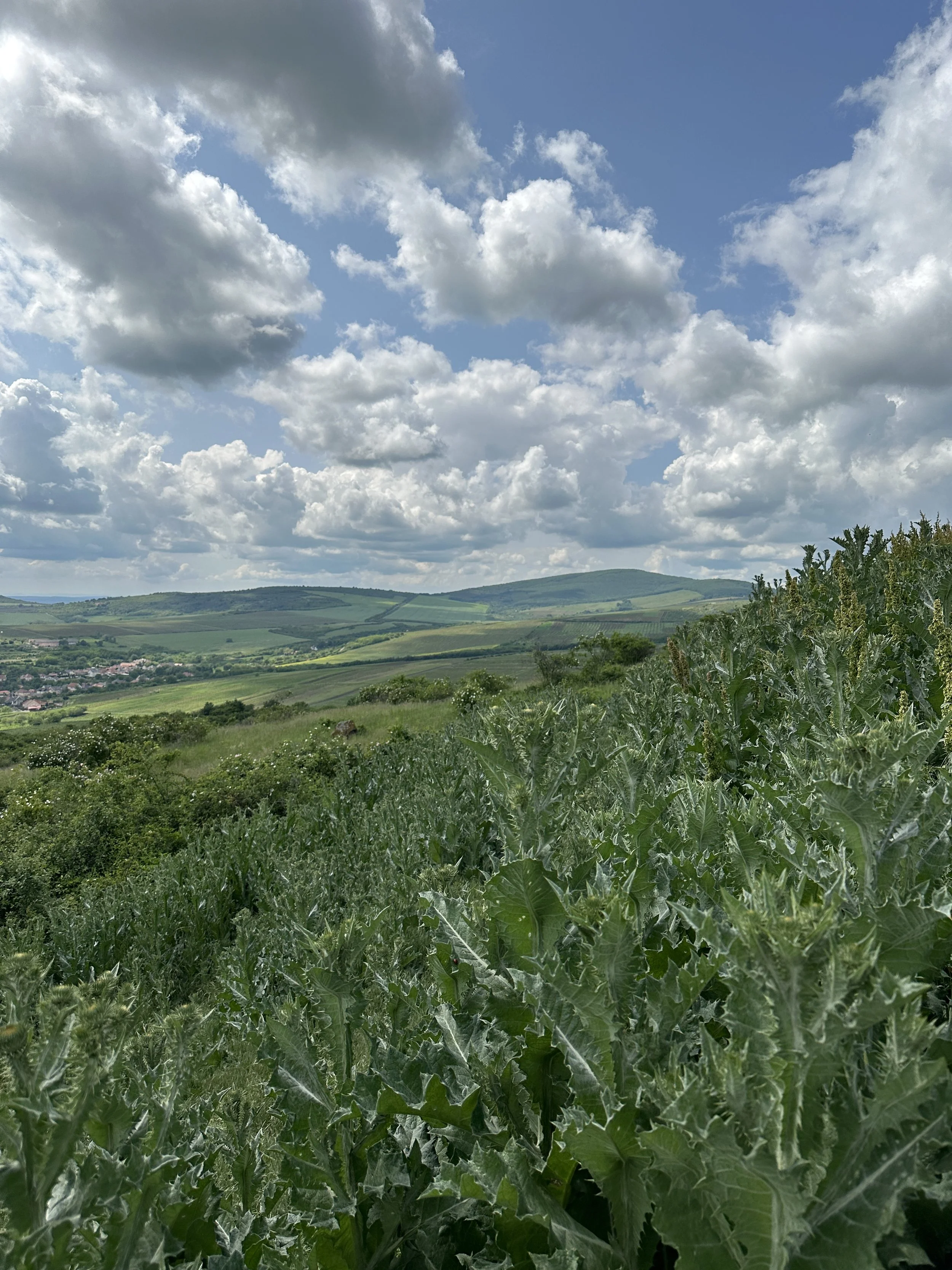 Hungary Spring 2025 — Zingerman's Food Tours