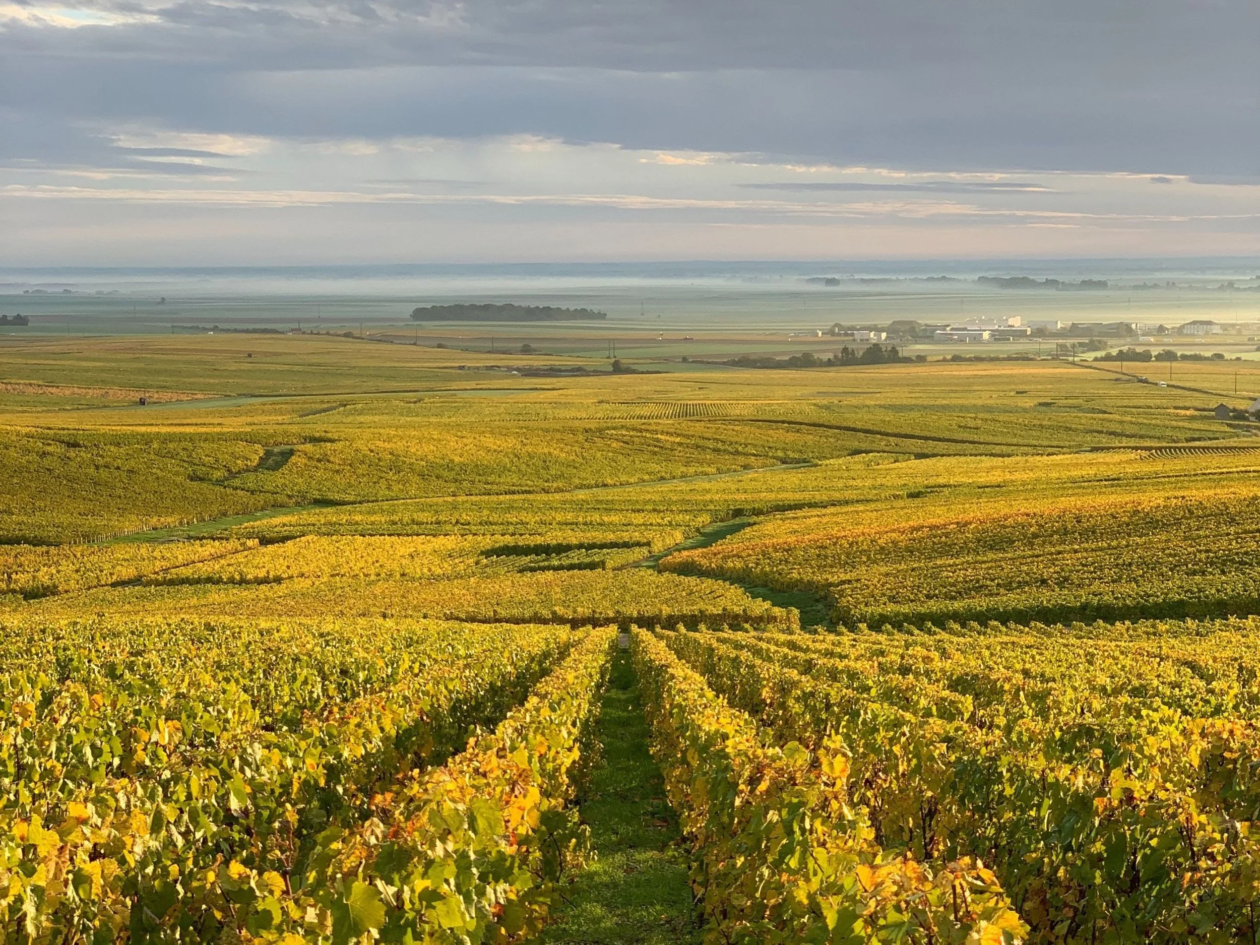 ZFT Champagne Fields.jpg