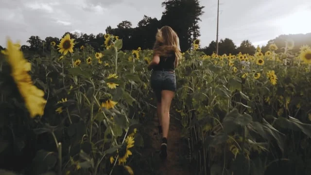 SUMMER AND SUNFLOWERS