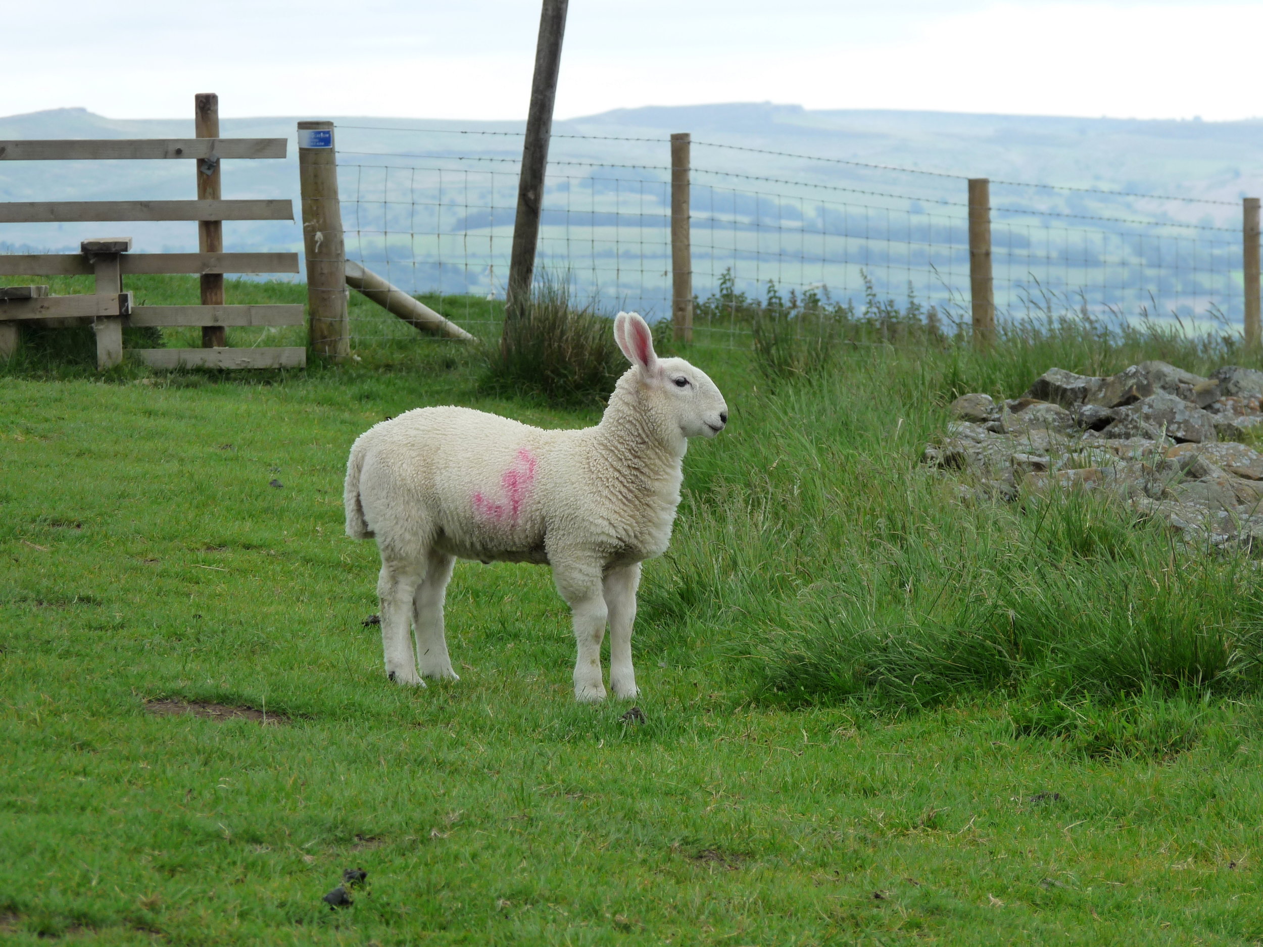 A todos nosotros, las ovejas...