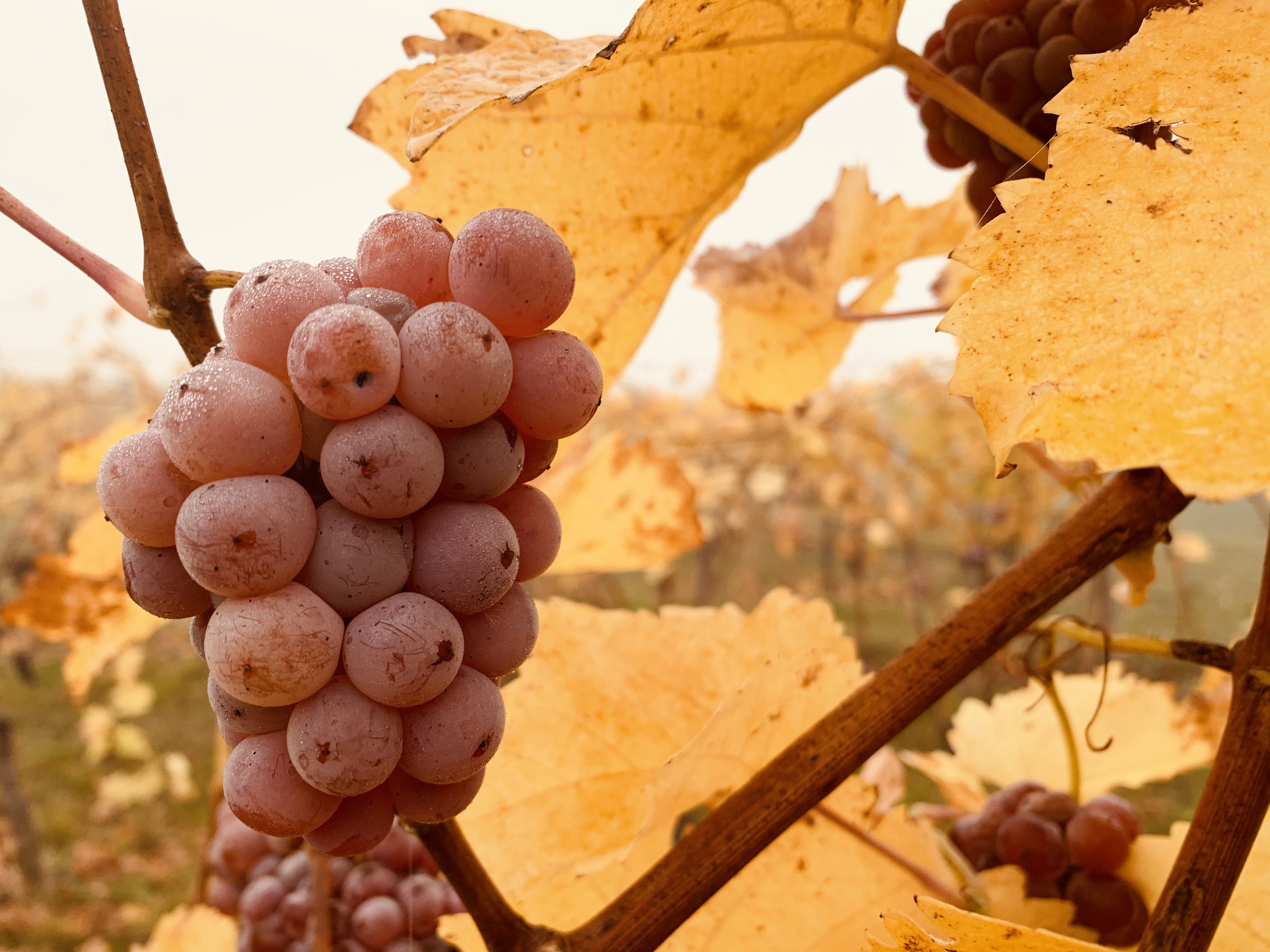 Glorifiquemos al Padre unidos a la vid