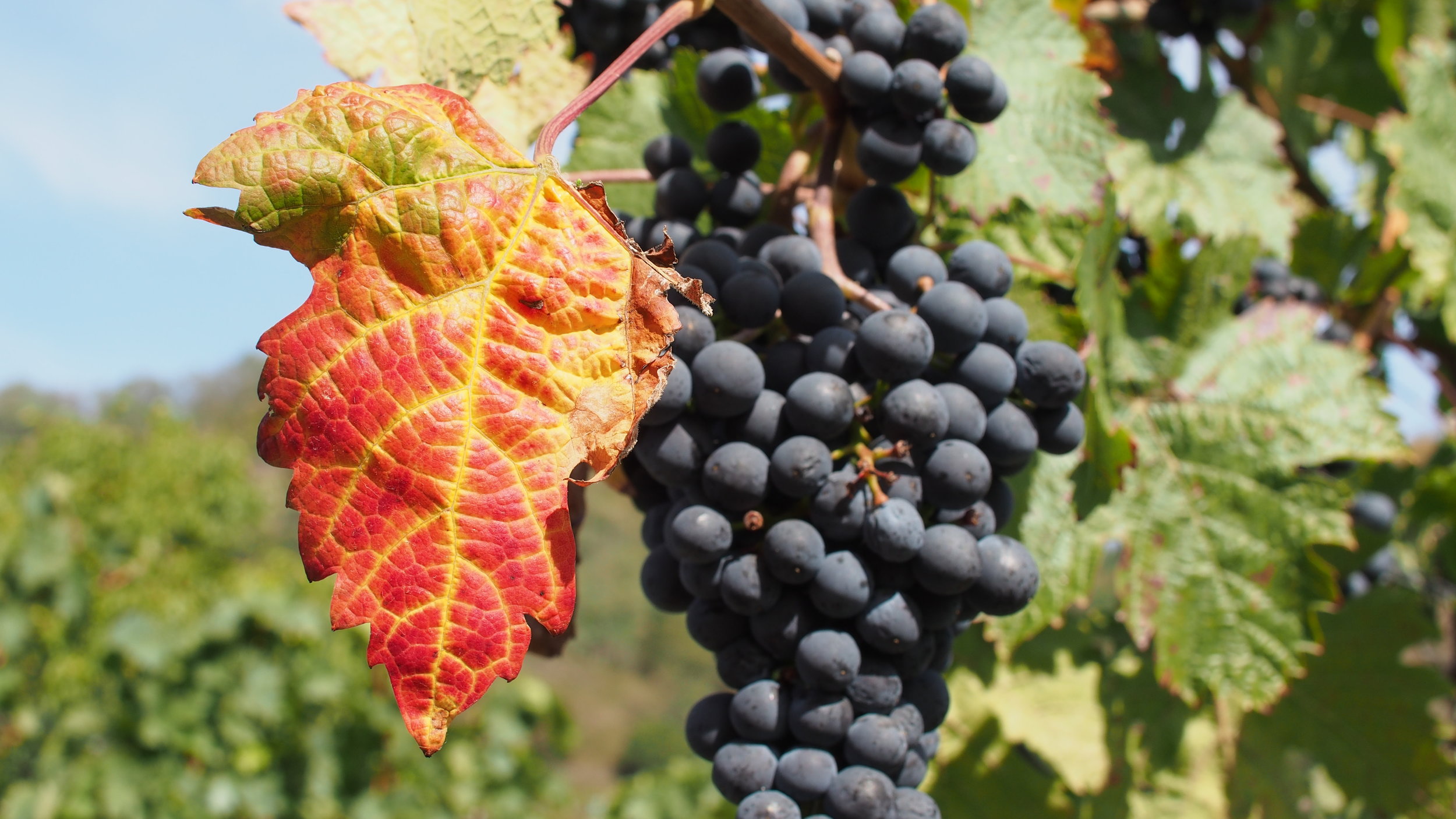 Dios es nuestro labrador