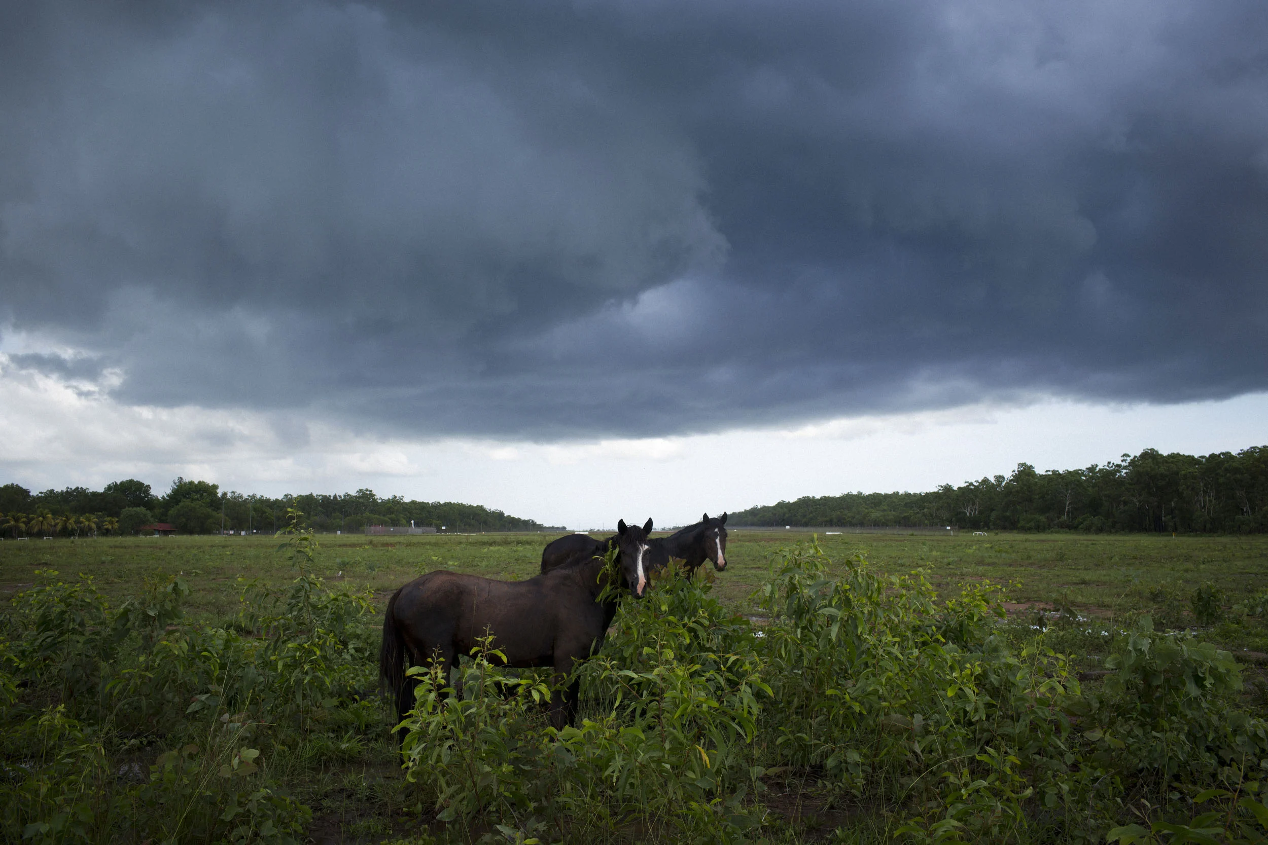 Wild brumbies under stormy skies on Melville Island, Northern Territory.