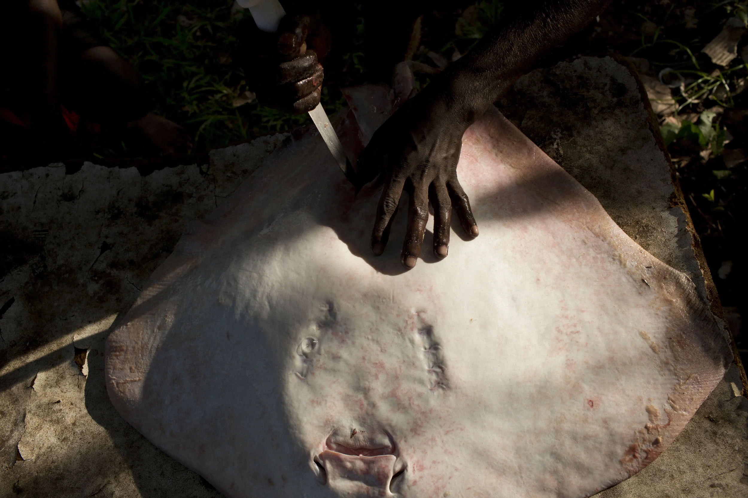 A stingray is gutted on Melville Island, Northern Territory.