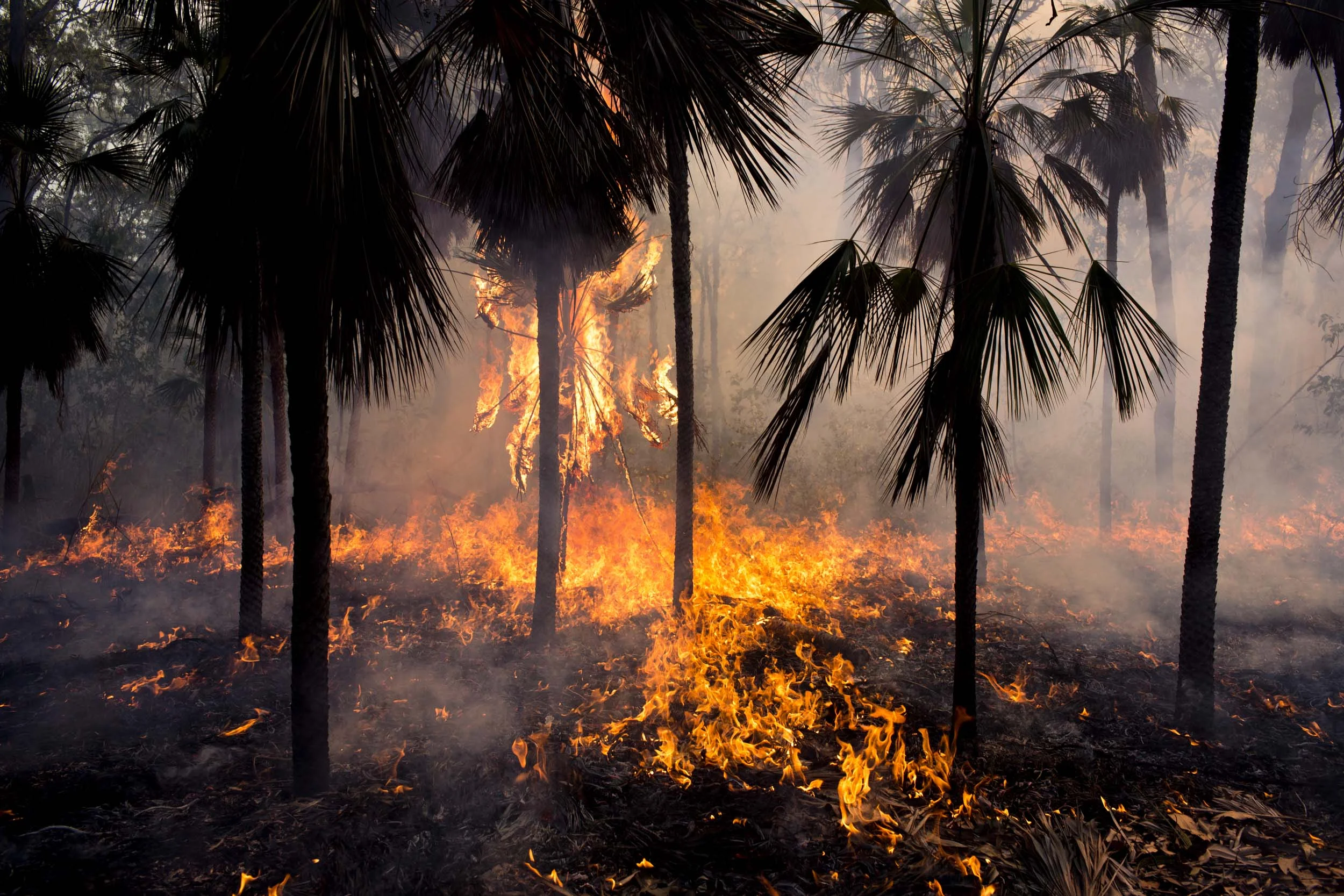 A controlled bushfire on Melville Island, Northern Territory.