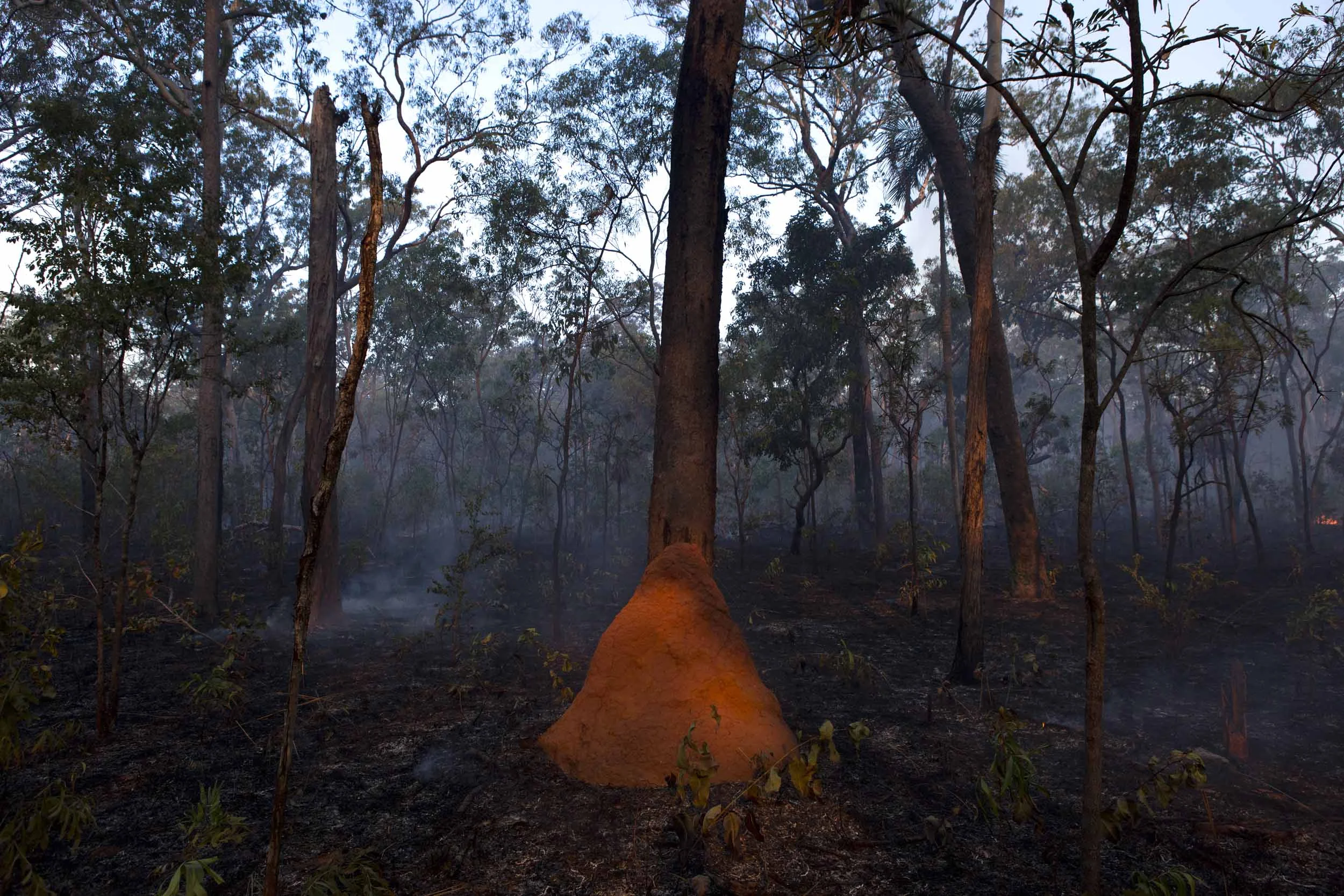 A termite mound on Melville Island, Northern Territory.