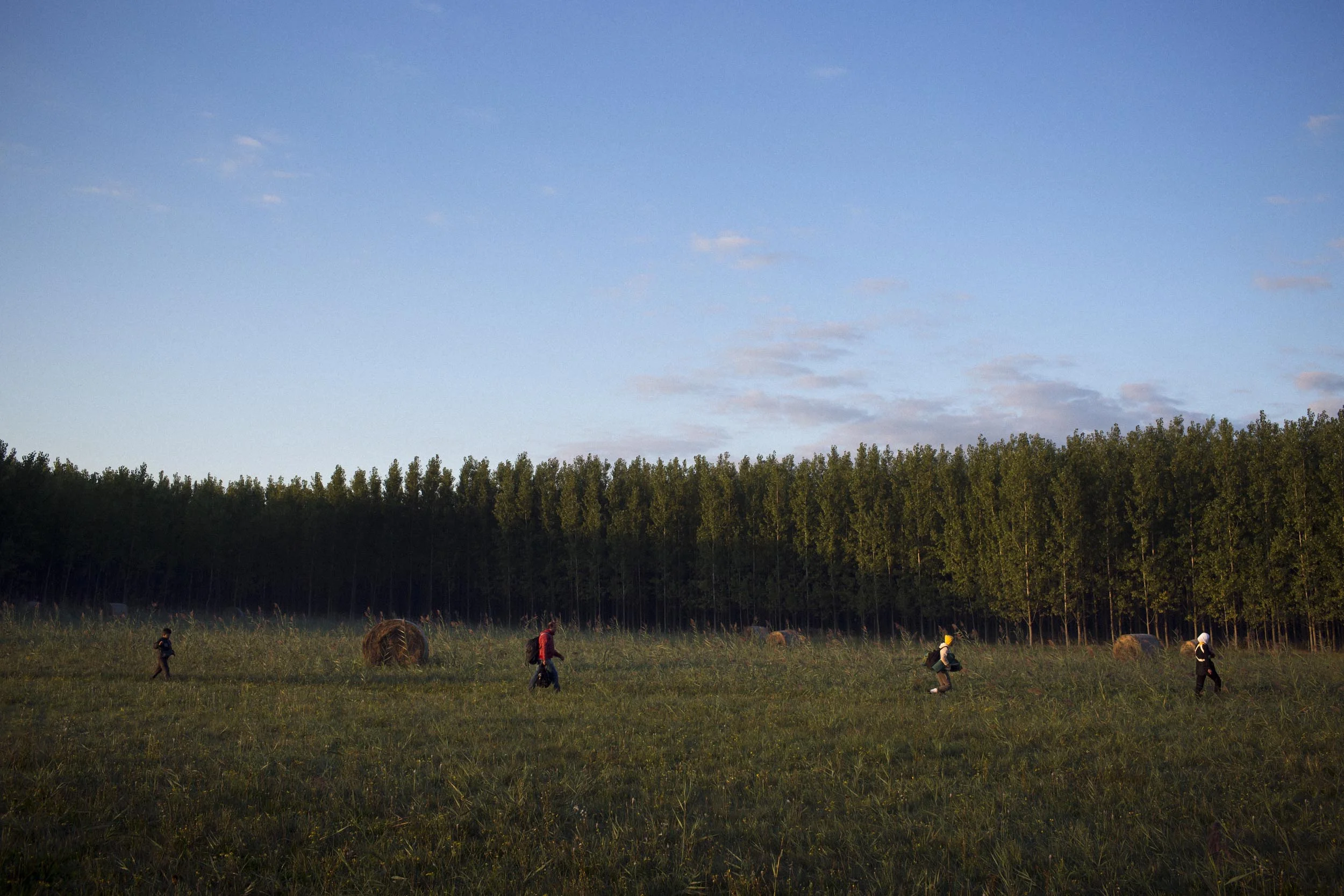 Rözske, Csongrád, Hungary. Syrian refugees walk through farm land and orchards after crossing into Hungary from Serbia.