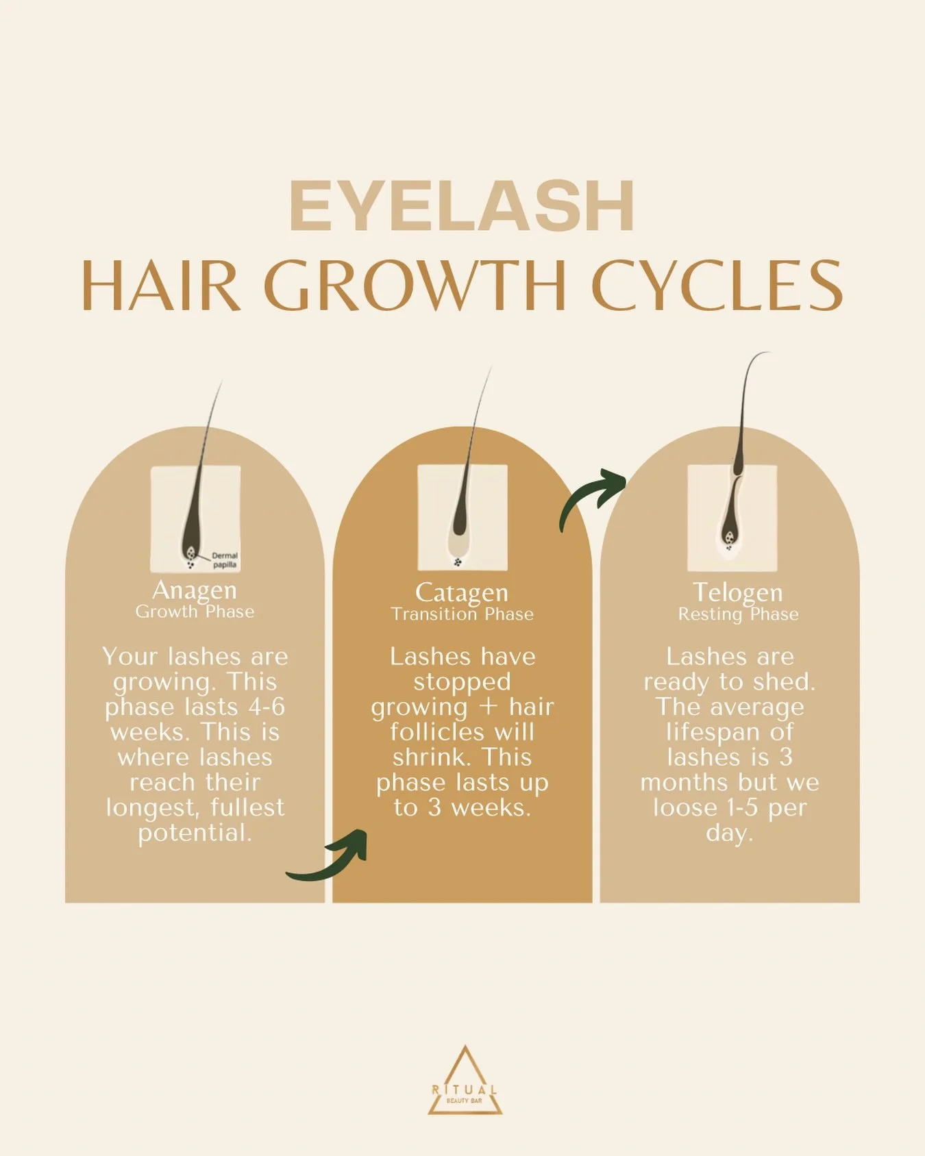 &bull; Ever wonder why your lashes shed, why you need lash fills or why your lash lift isn&rsquo;t permanent? Our lashes grow in cycles - they will grow to a certain length, shed + regrow. 

Swipe through to better understand our growth cycles, why y
