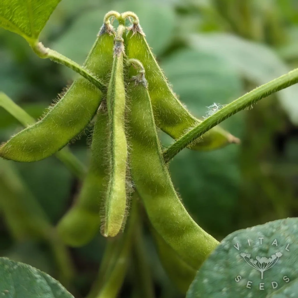 Soybean-Fiskeby.jpg