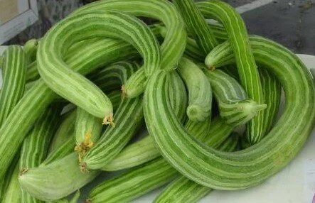 armenian+cucumber.jpg