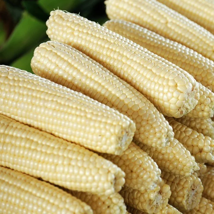 stowell's+evergreen+organic+sweet+corn.jpg