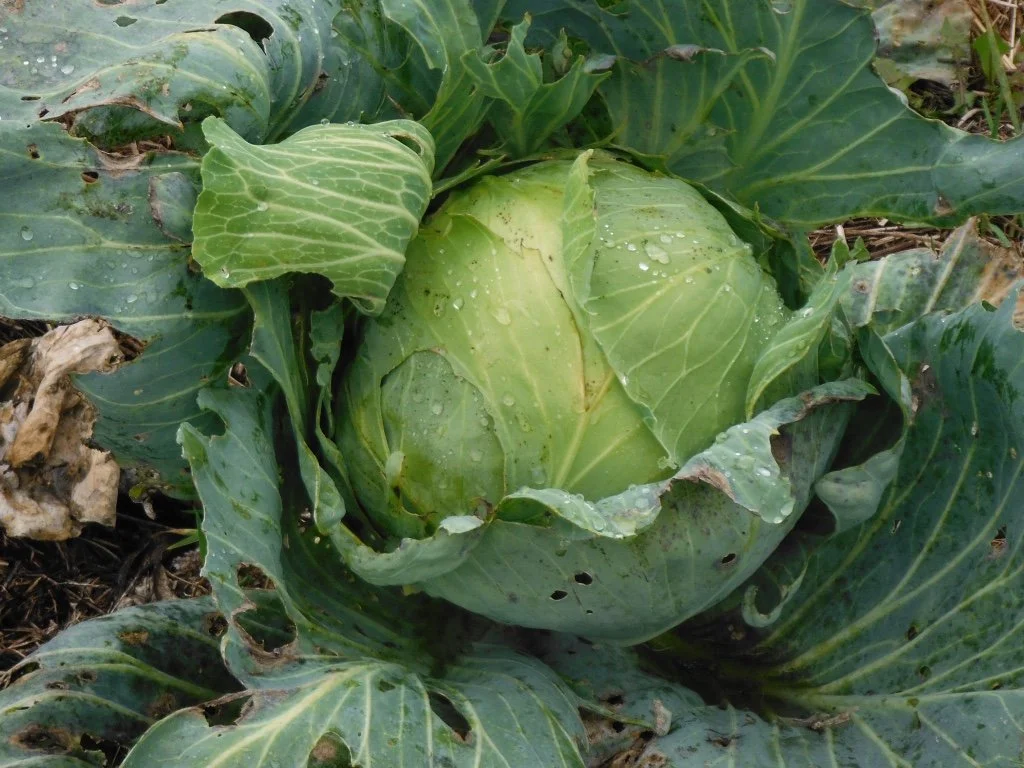 tancook-island-cabbage.jpg