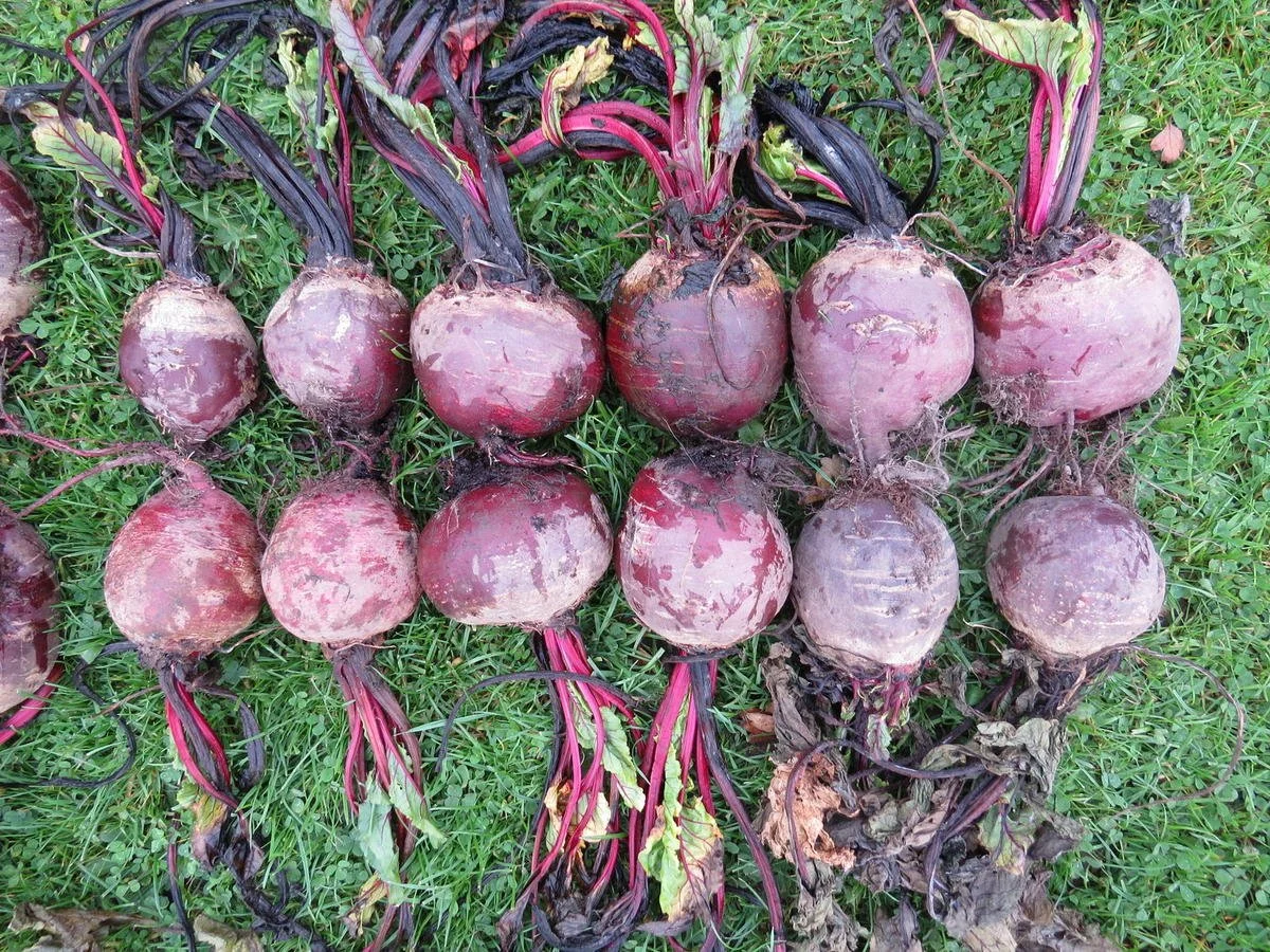 early blood turnip beet.JPG