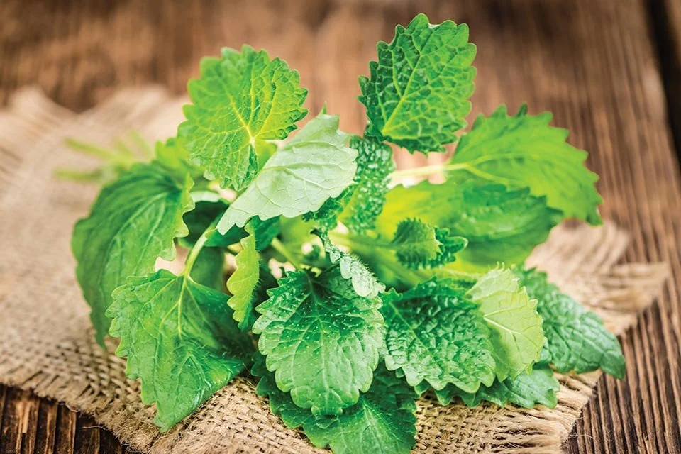 Lemon-Balm.jpg
