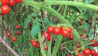 mexico+midget+heirloom+tomato.jpg