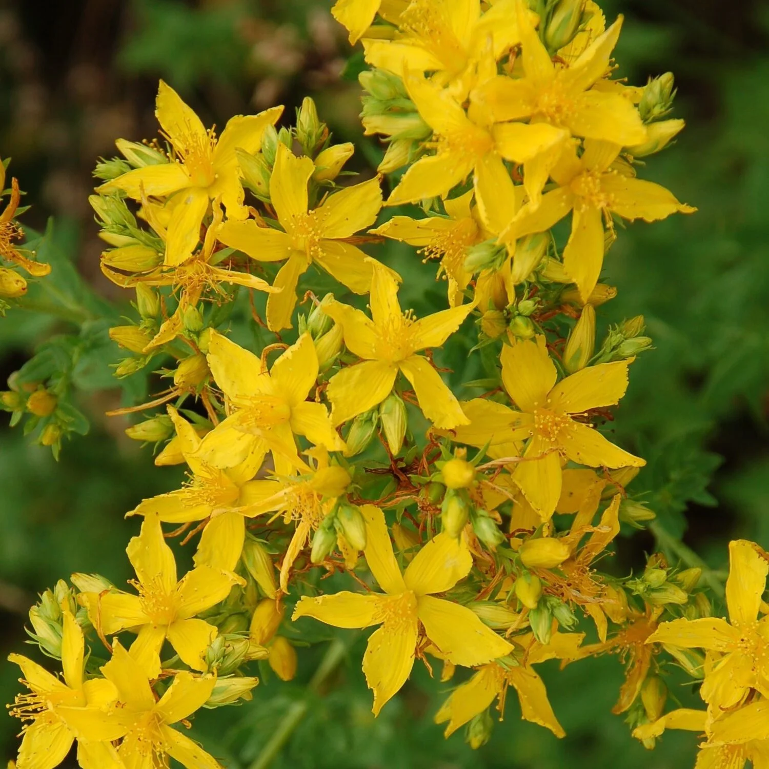 st.+john's+wort.jpg
