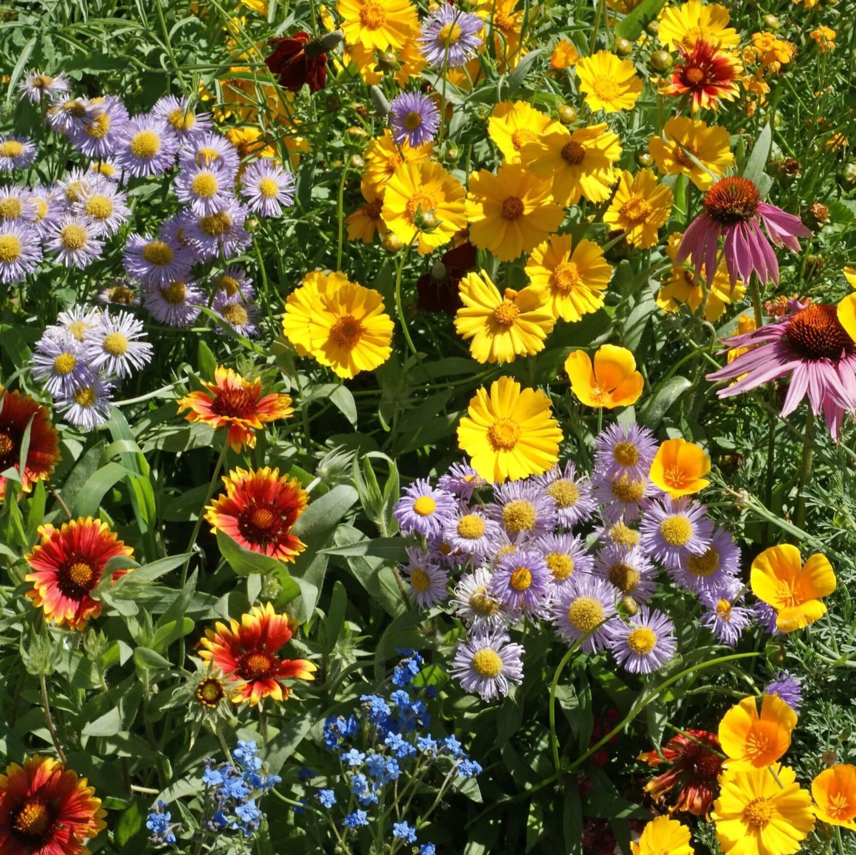 bee feed flower mix.jpg