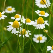 geman chamomile.jpg