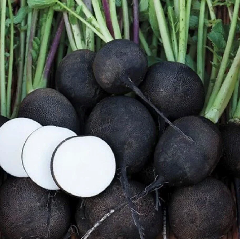black-Spanish-round-radish.jpg