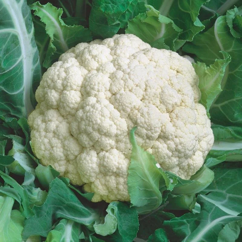 early-SnowballCauliflower-Seeds.jpg