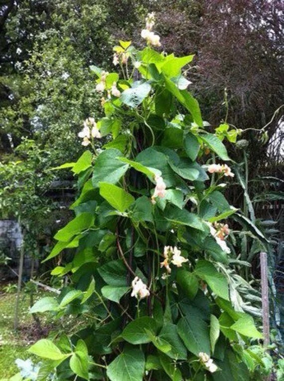 sunset runner bean.jpg