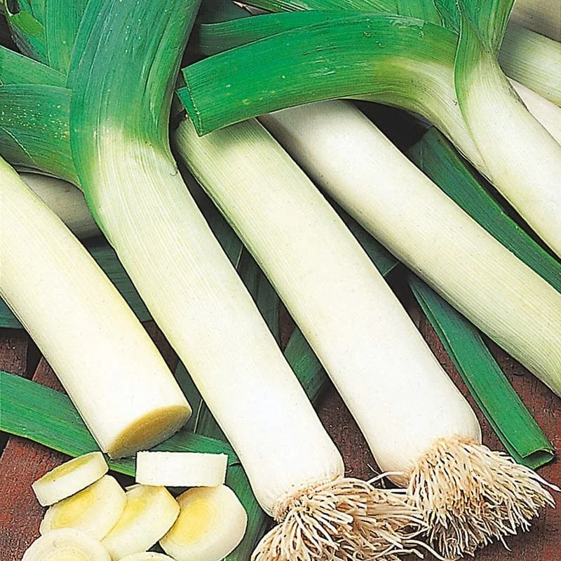 prizetaker leek.jpg