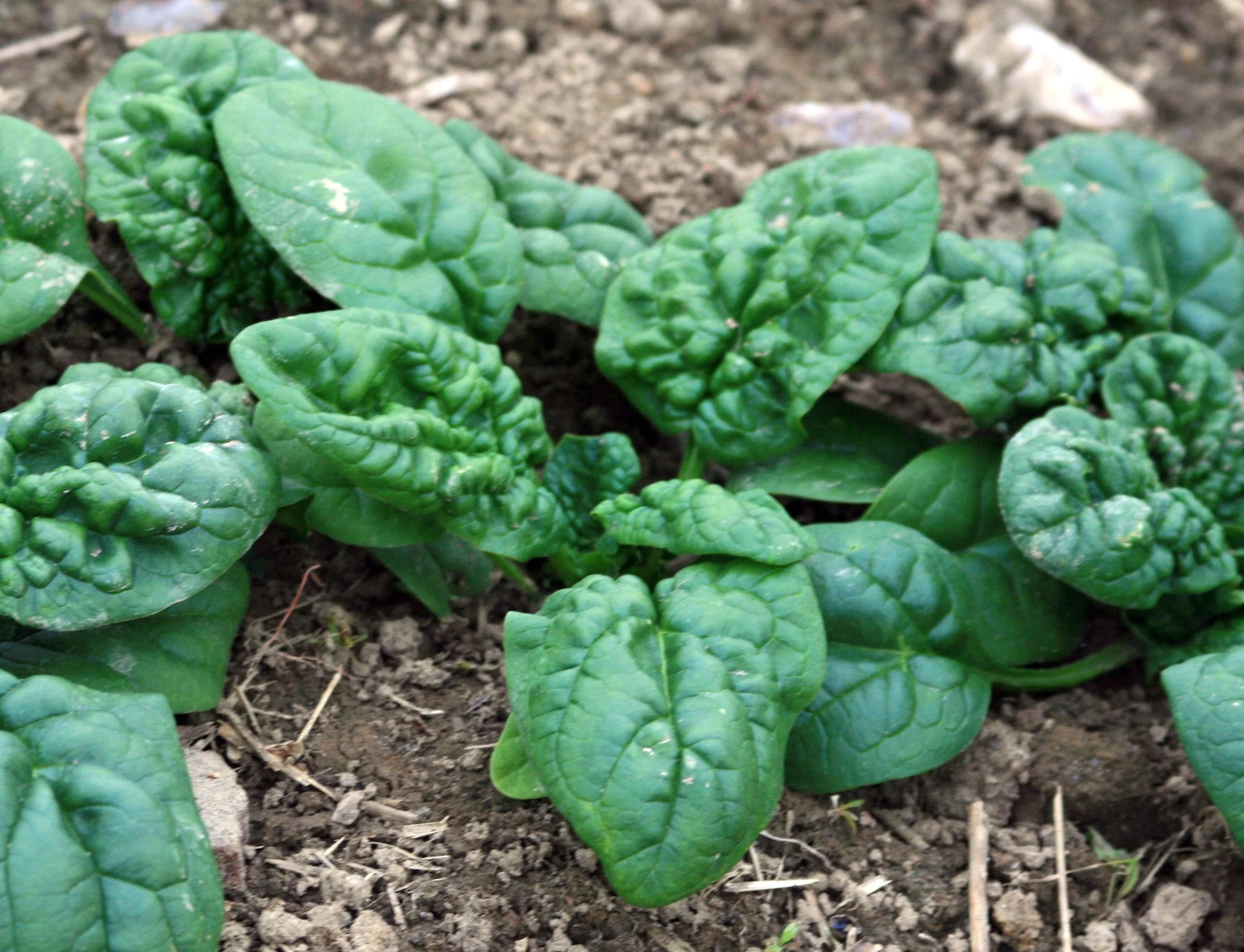 bloomsdale spinach.jpg