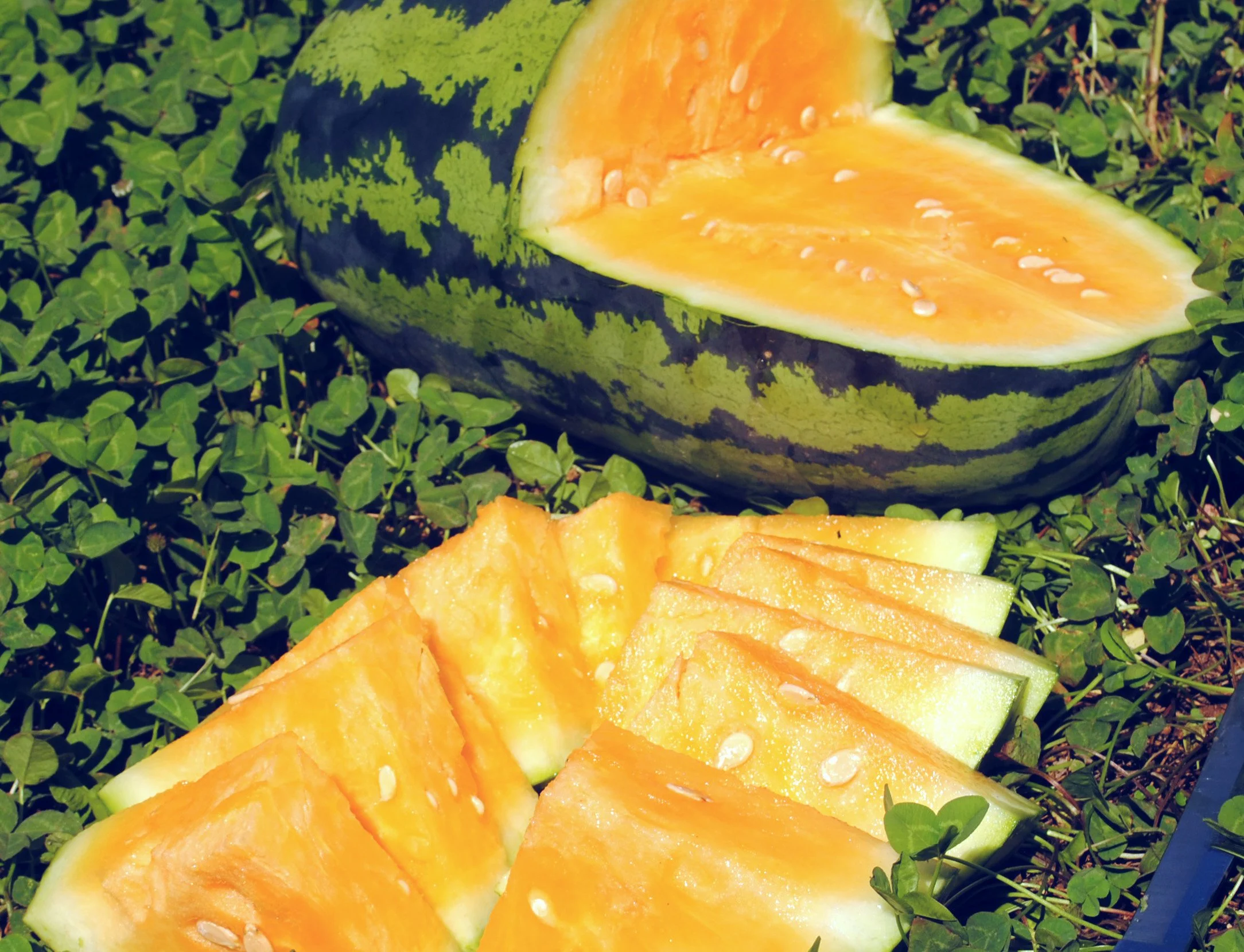 watermelon-orangeglo.jpg
