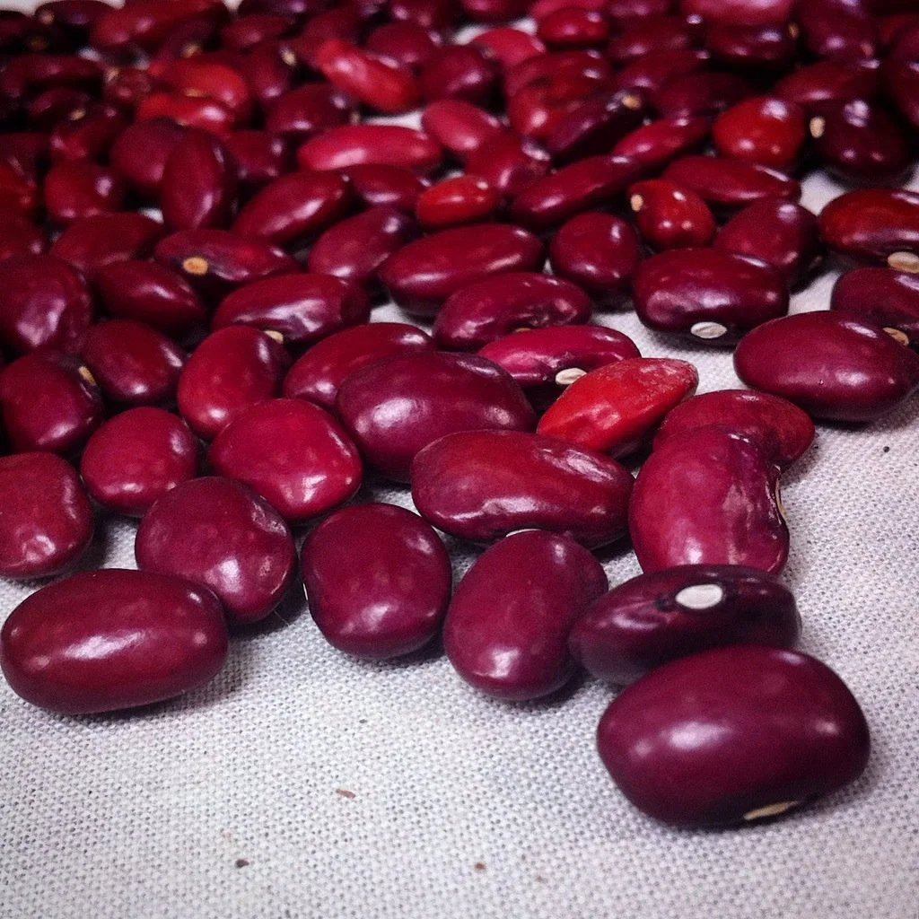 hidatsa red bean.jpg