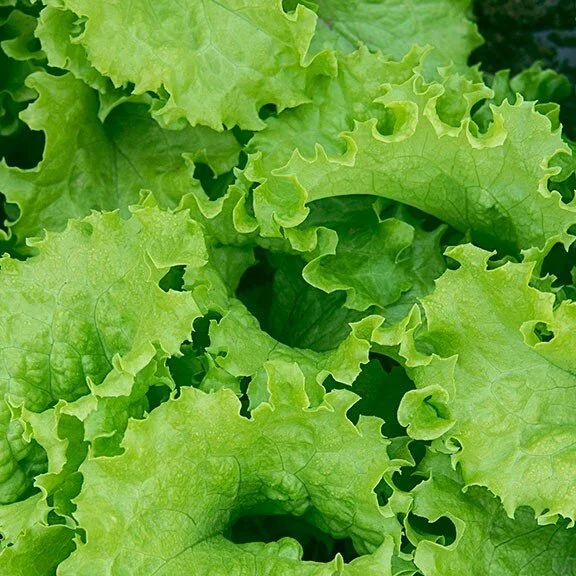 Slobolt Lettuce (100 ct)