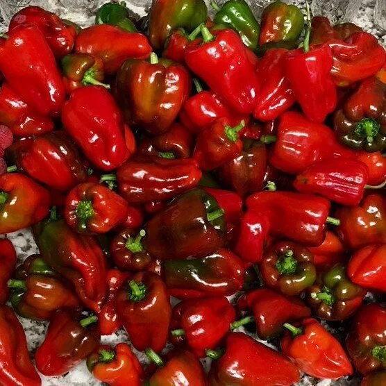 ausilio+thin+skin+italian+pepper.jpg