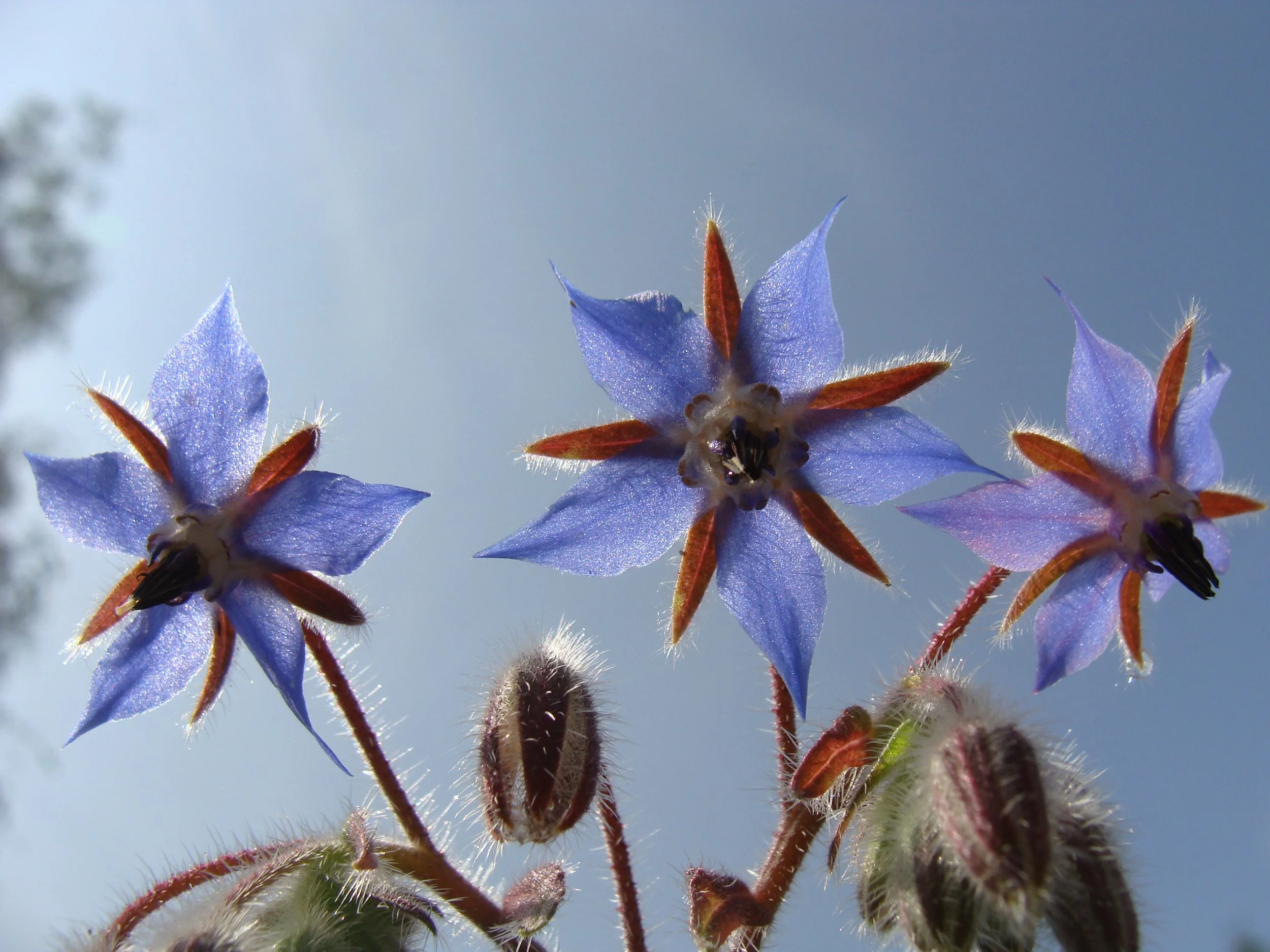 Borage_.jpg