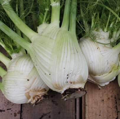 florence+fennel.jpg