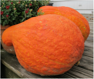 boston  marrow squash.png