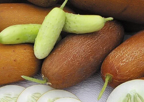 poona+kheera+cucumber.jpg
