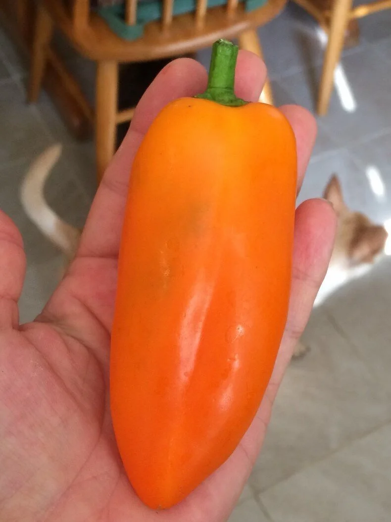 hungarian+hot+wax+pepper.jpg