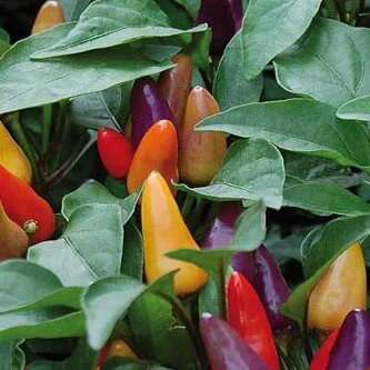 aurora+hot+pepper.jpg