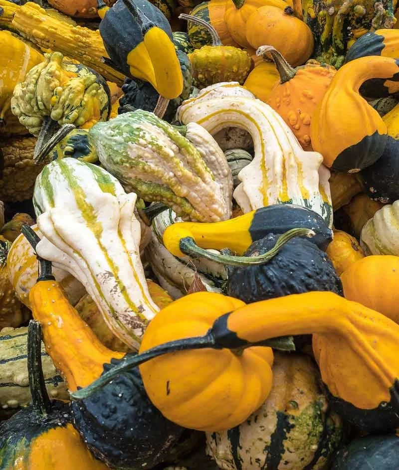 autumn wings gourd.jpg