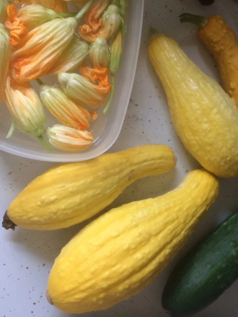 summer+squash+(2).jpg