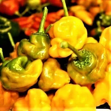 scotch+bonnet+hot+pepper.jpg
