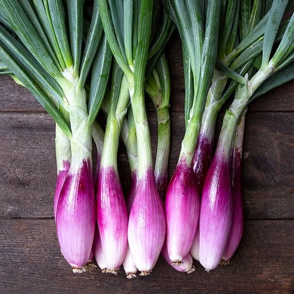 long red florence onion.jpg