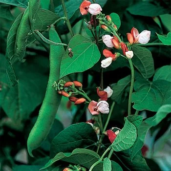 painted lady runner bean.jpg