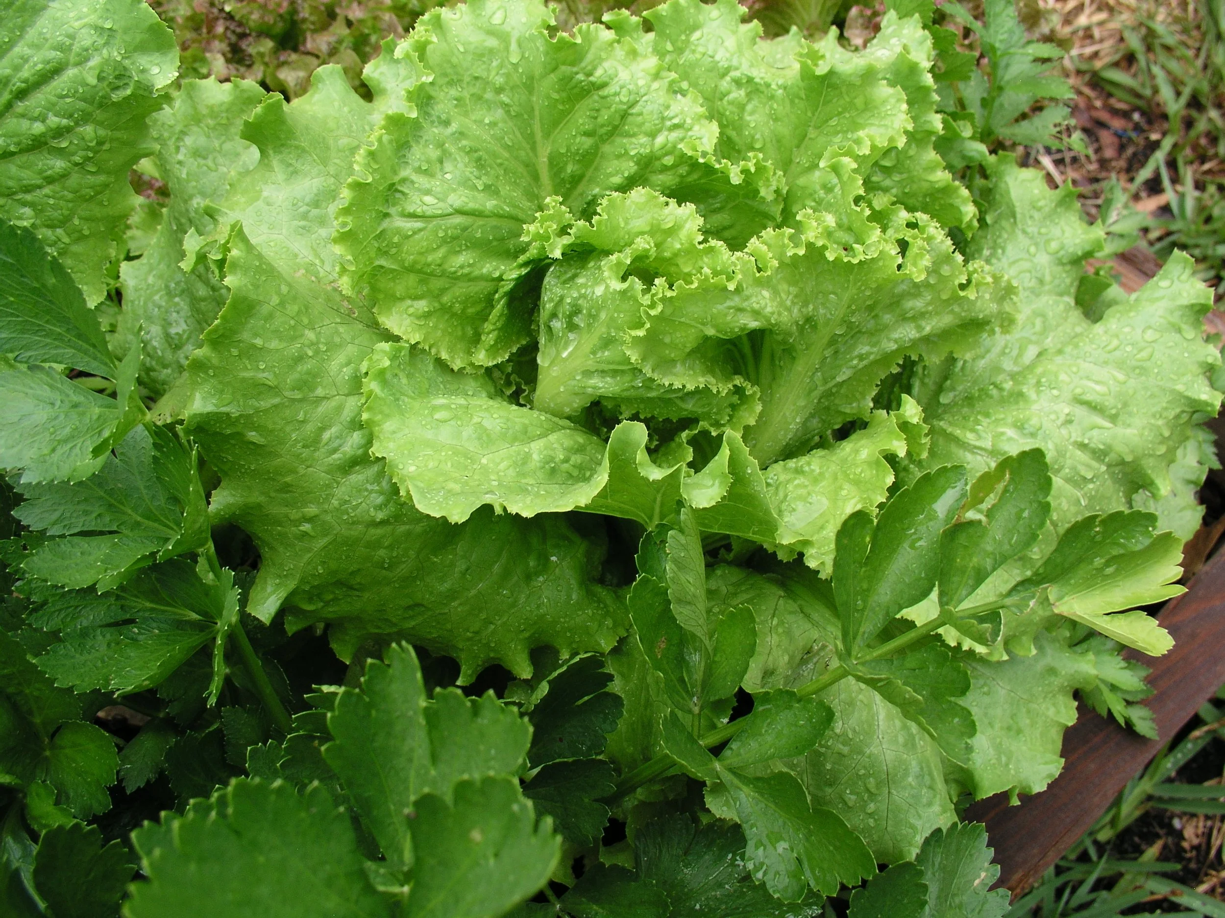 Wbbs-Wonderful-Lettuce.jpg