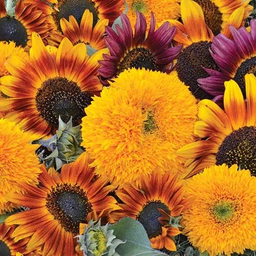 sunflower-mix.jpg