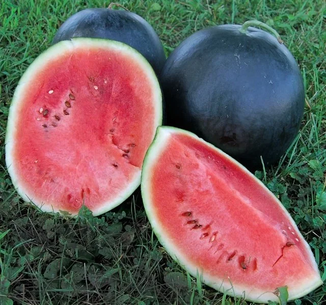 Blacktail-Mountain watermelon.jpg