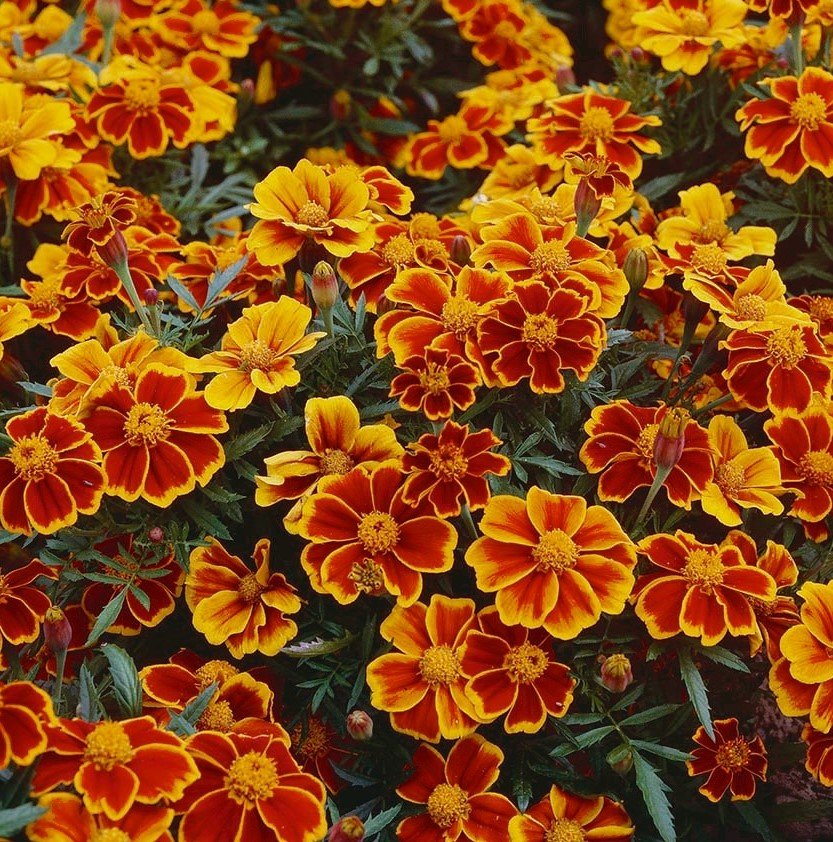red-marietta marigold (2).jpg